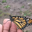 (Eastern) Monarch Butterfly, Common Tiger Butterfly, Wanderer,