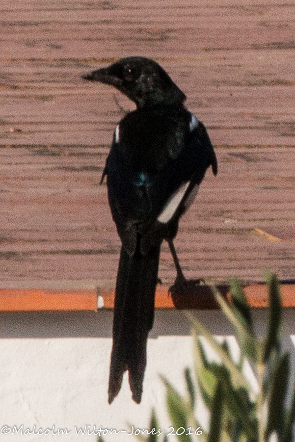 Magpie; Urraca