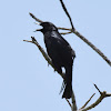 Black Catbird / Maullador Negro