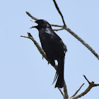 Black Catbird / Maullador Negro