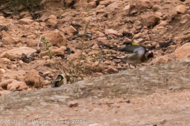 Goldfinch; Jilguero