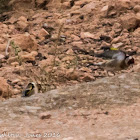 Goldfinch; Jilguero