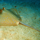 Blue-Spotted Stingray