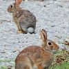 Eastern Cottontail