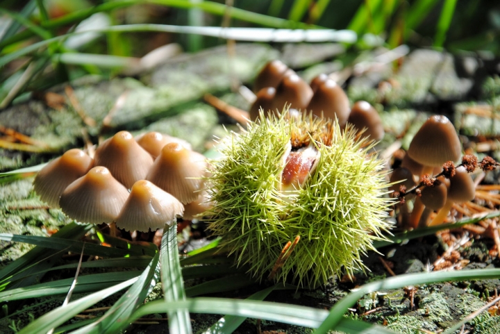 Tra funghi e castagne.. di dady2