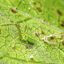 Cobweb Spider