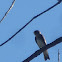 Northern Rough winged swallow