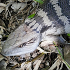 Eastern Blue-tongue Lizard (juvenile)