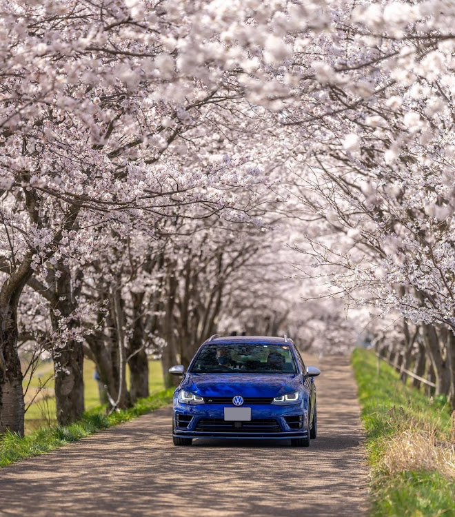 ゴルフ R ヴァリアントのサクラと愛車・車好きと繋がって来ました・撮影会&MTに関するカスタム事例の投稿画像2枚目