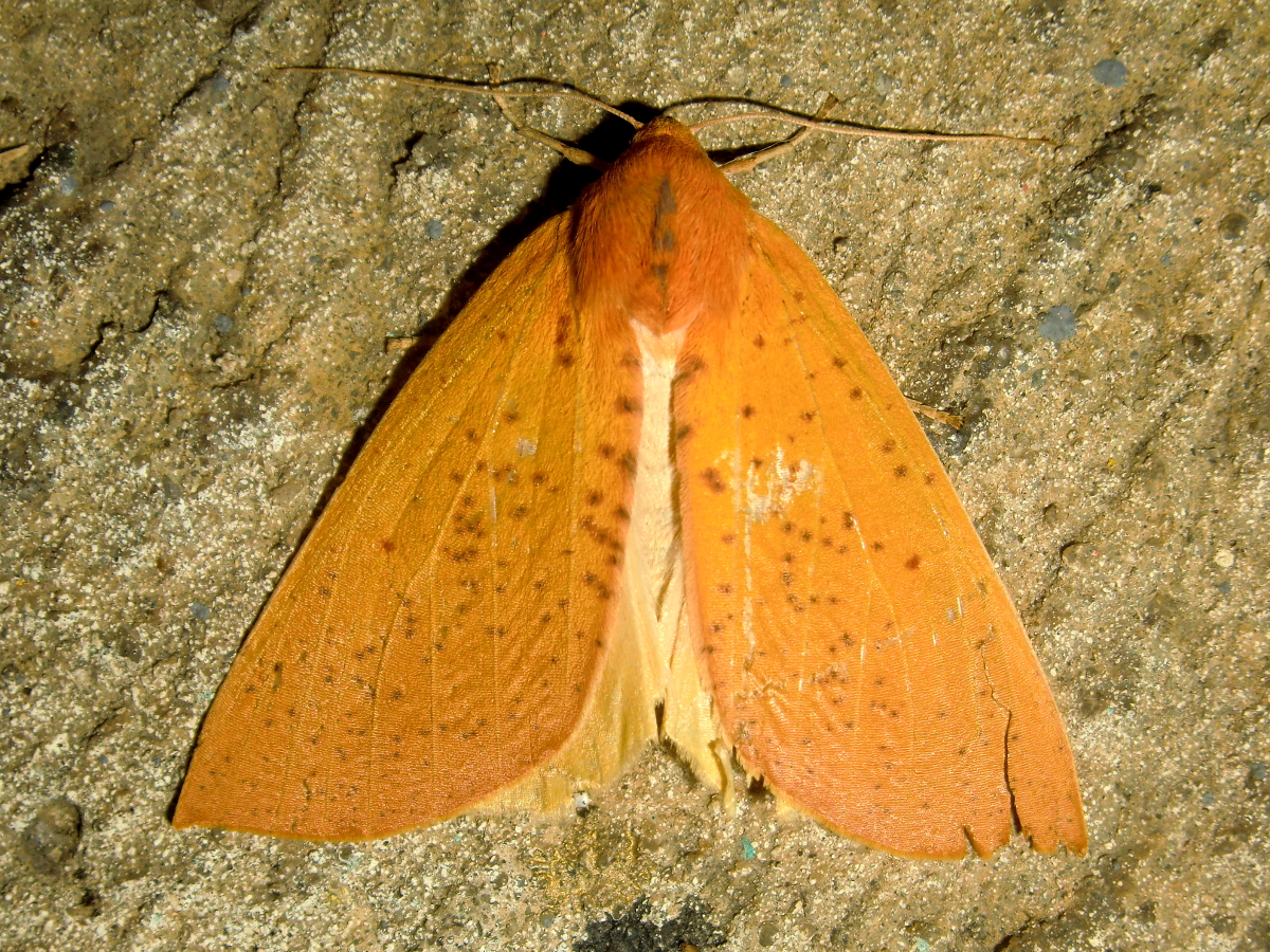 Lemon Gum Moth