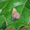 Banded Hairstreak