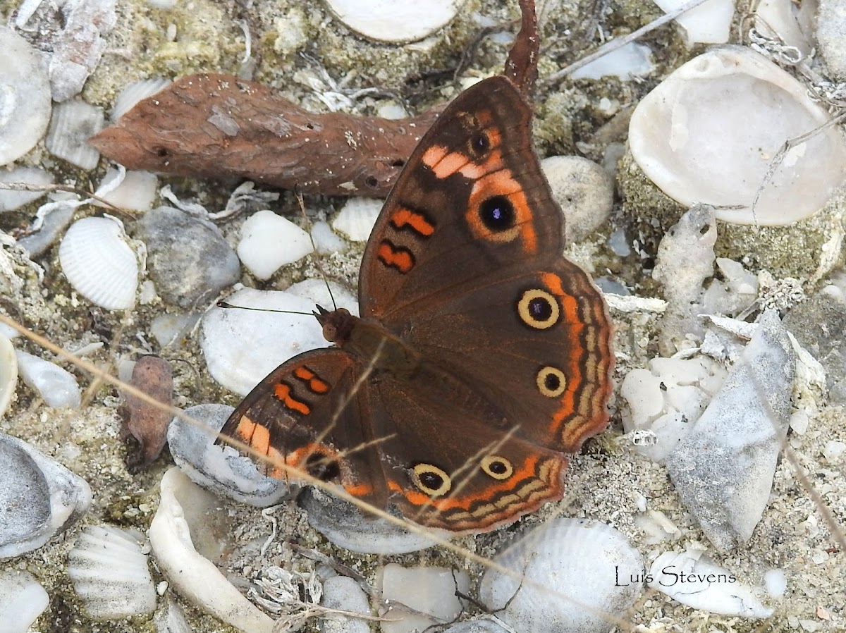 Tropical Buckeye