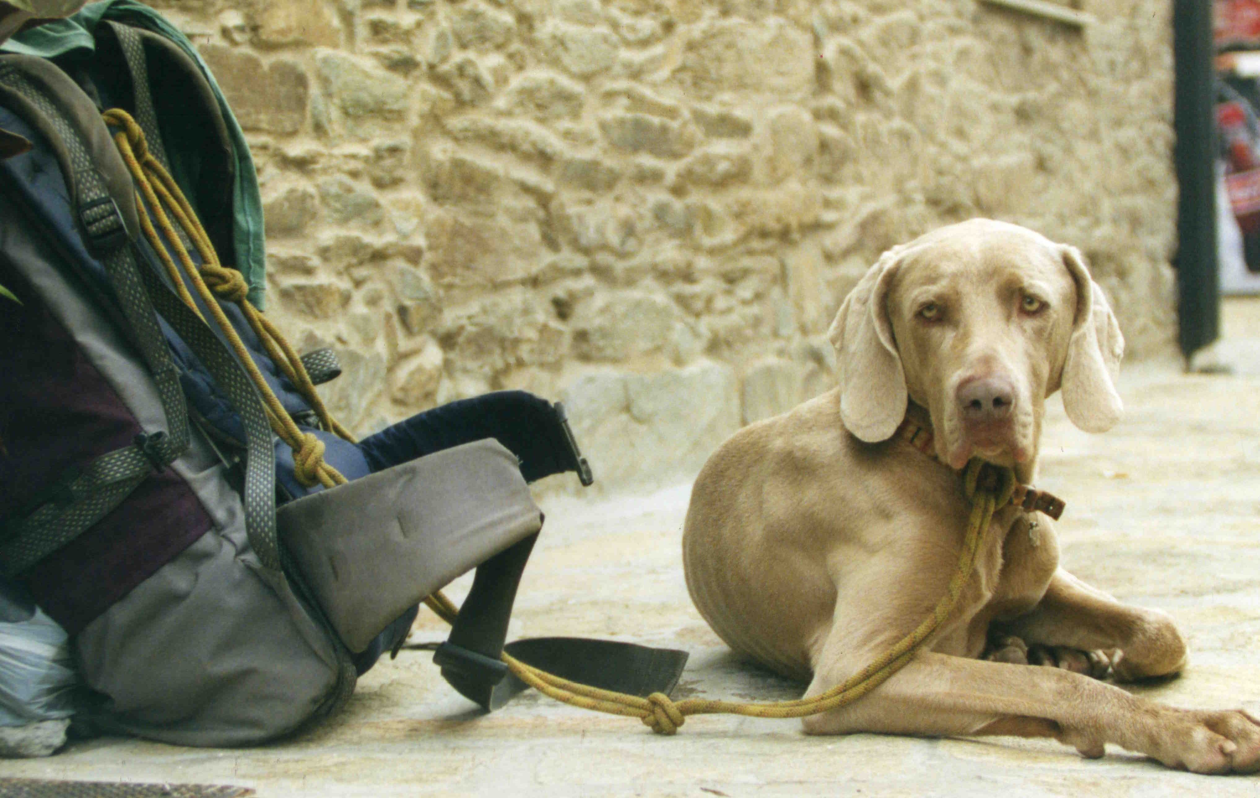 El Perro Pellegrino di roccomol