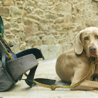 El Perro Pellegrino di roccomol