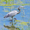 Great Blue Heron