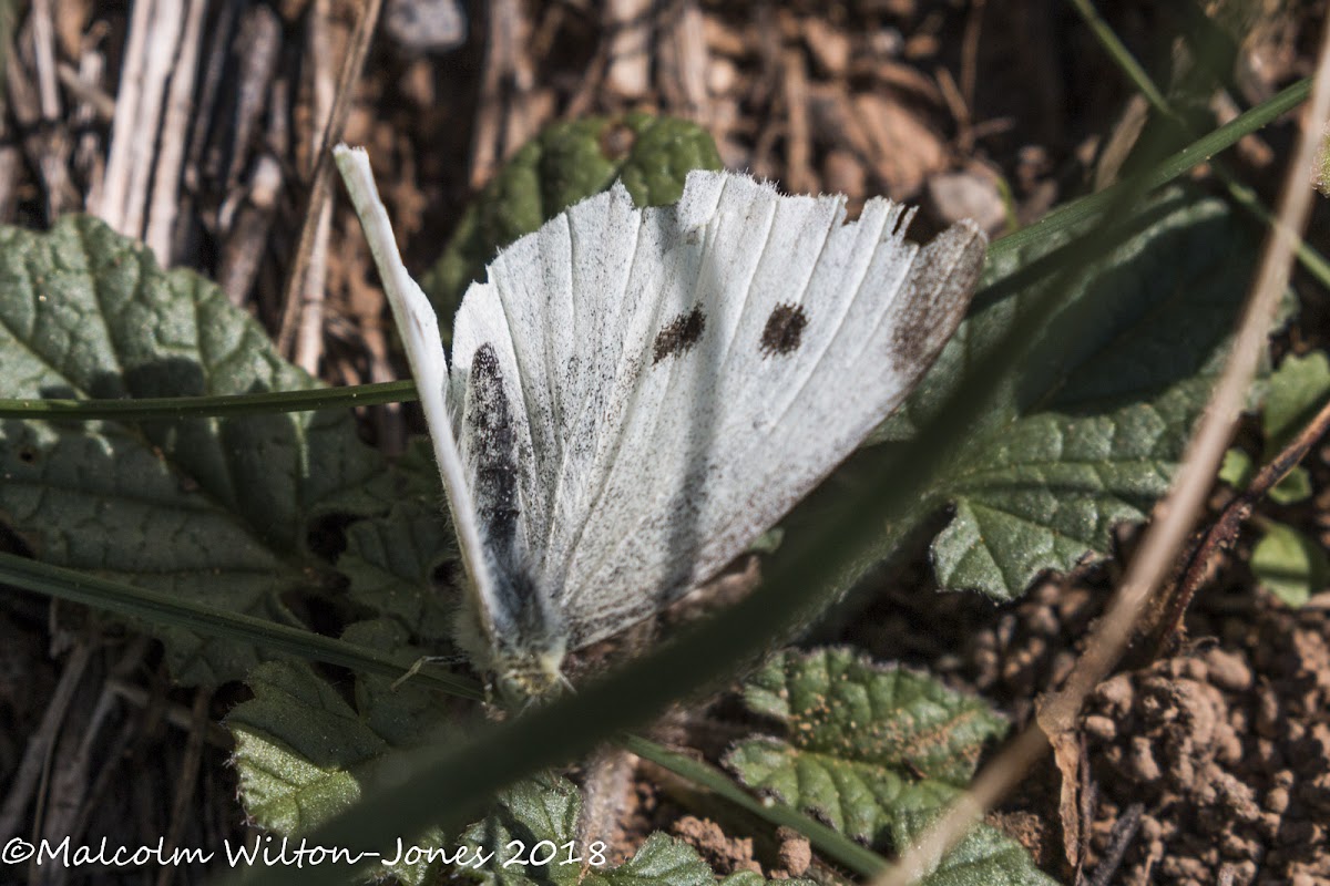 Small White