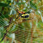 Black and Yellow Argiope