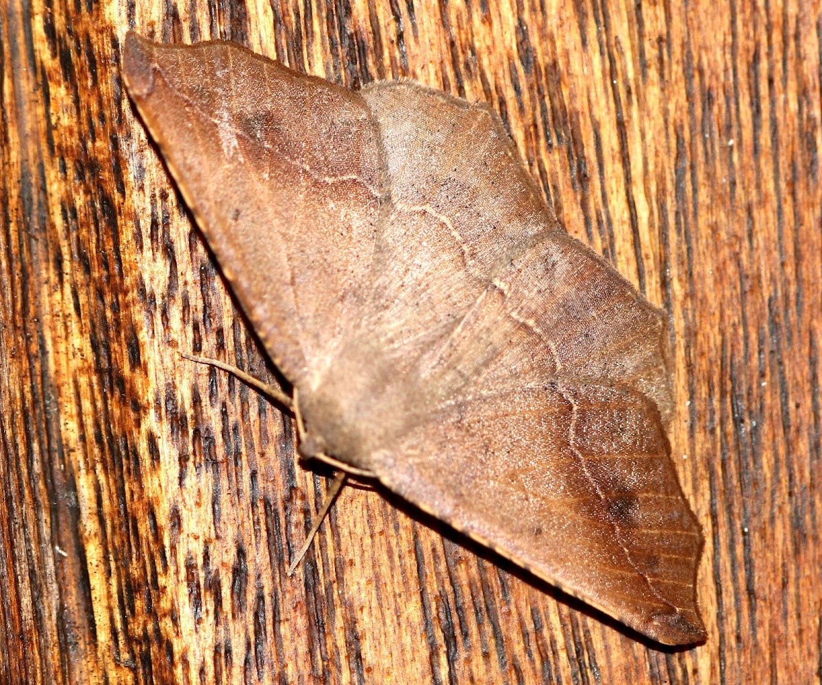 Prochoerodes Forficaria Moth