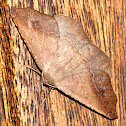 Prochoerodes Forficaria Moth