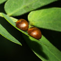 Coreid Eggs