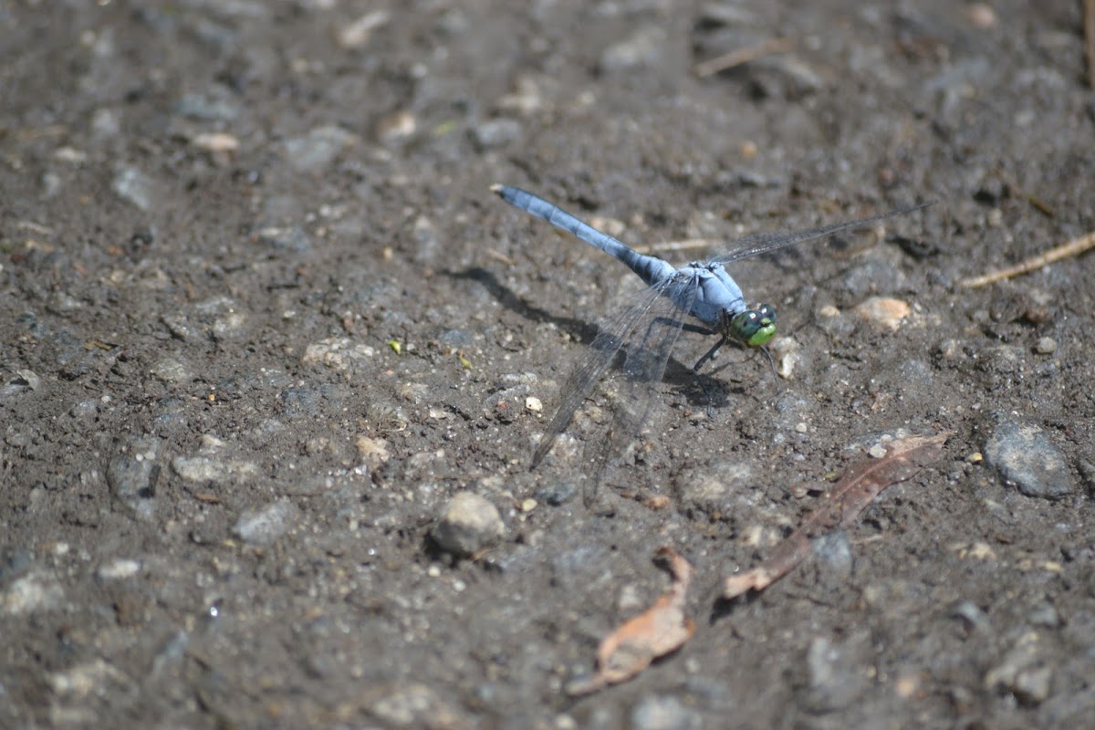 Blue Dasher Dragonfly