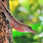 Dry Forest Anole