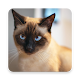 Download Siamese cat Wallpapers For PC Windows and Mac 1.0