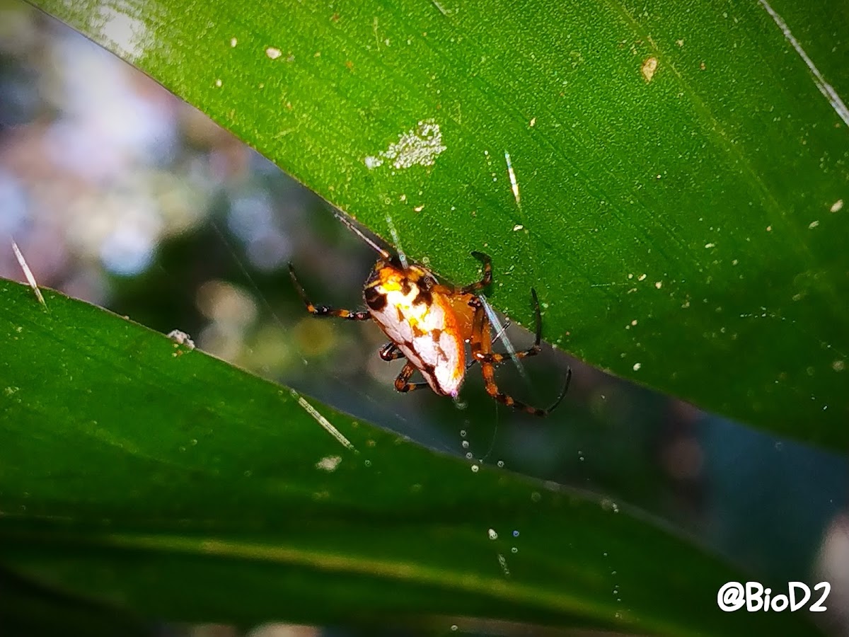 The pear-shaped spider