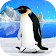 Penguin Pet icon