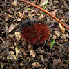 Woolly Bear