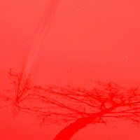 L'albero rosso di 