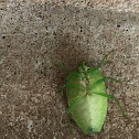 Stink Bug