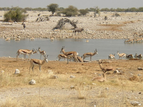 Animali allo stagno di guido