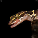 Termite-hill Gecko