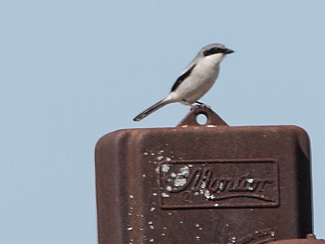 Loggerhead Shrike