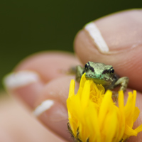 Miniatura doppia di Alessandro Peisino