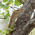 Freckled Monitor