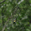 Nephila maculata