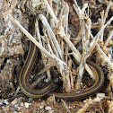 Western Ribbon Snake