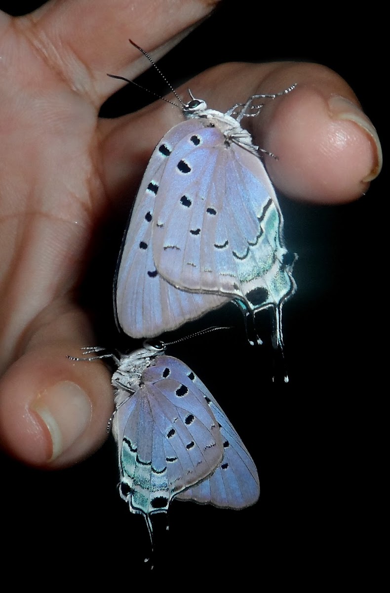 Giant hairstreak