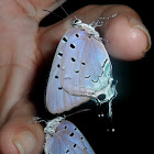 Giant hairstreak