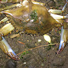 Atlantic Blue Crab