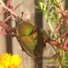 Green June Beetle