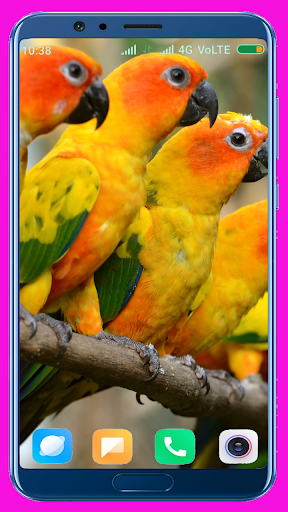 Parrot Wallpaper Best 4K