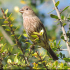 House Finch       female