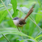 Prinia flaviventris 黃腹鷦鶯