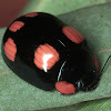 Leaf  Beetle