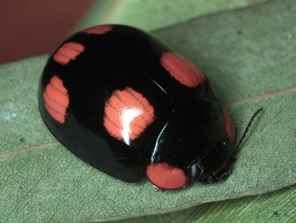 Leaf  Beetle