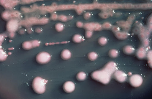 Klebsiella pneumoniae, the bacterium in which NDM-1 was first identified.