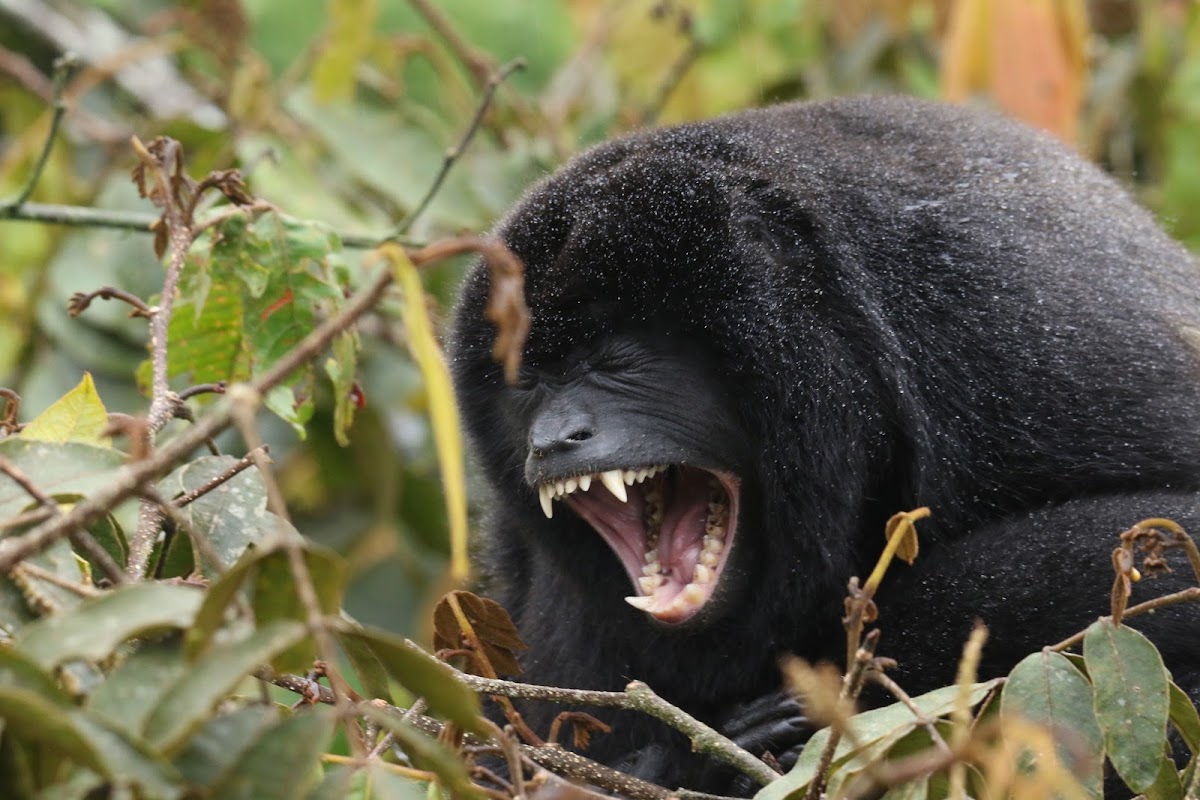 Golden-mantled Howling Monkey